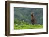 USA, Alaska, Katmai National Park, Hallo Bay. Coastal Brown Bear-Frank Zurey-Framed Photographic Print