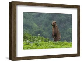 USA, Alaska, Katmai National Park, Hallo Bay. Coastal Brown Bear-Frank Zurey-Framed Photographic Print