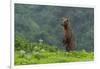 USA, Alaska, Katmai National Park, Hallo Bay. Coastal Brown Bear-Frank Zurey-Framed Photographic Print