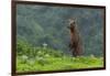 USA, Alaska, Katmai National Park, Hallo Bay. Coastal Brown Bear-Frank Zurey-Framed Photographic Print