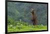 USA, Alaska, Katmai National Park, Hallo Bay. Coastal Brown Bear-Frank Zurey-Framed Photographic Print