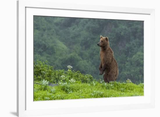 USA, Alaska, Katmai National Park, Hallo Bay. Coastal Brown Bear-Frank Zurey-Framed Photographic Print