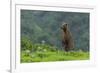 USA, Alaska, Katmai National Park, Hallo Bay. Coastal Brown Bear-Frank Zurey-Framed Photographic Print