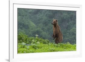 USA, Alaska, Katmai National Park, Hallo Bay. Coastal Brown Bear-Frank Zurey-Framed Photographic Print