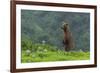 USA, Alaska, Katmai National Park, Hallo Bay. Coastal Brown Bear-Frank Zurey-Framed Photographic Print