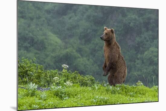 USA, Alaska, Katmai National Park, Hallo Bay. Coastal Brown Bear-Frank Zurey-Mounted Photographic Print