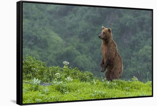 USA, Alaska, Katmai National Park, Hallo Bay. Coastal Brown Bear-Frank Zurey-Framed Stretched Canvas