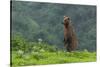 USA, Alaska, Katmai National Park, Hallo Bay. Coastal Brown Bear-Frank Zurey-Stretched Canvas