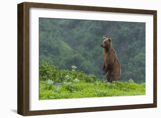 USA, Alaska, Katmai National Park, Hallo Bay. Coastal Brown Bear-Frank Zurey-Framed Photographic Print