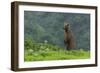 USA, Alaska, Katmai National Park, Hallo Bay. Coastal Brown Bear-Frank Zurey-Framed Photographic Print