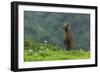 USA, Alaska, Katmai National Park, Hallo Bay. Coastal Brown Bear-Frank Zurey-Framed Photographic Print