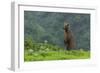 USA, Alaska, Katmai National Park, Hallo Bay. Coastal Brown Bear-Frank Zurey-Framed Photographic Print