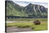 USA, Alaska, Katmai National Park, Hallo Bay. Coastal Brown Bear-Frank Zurey-Stretched Canvas