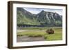 USA, Alaska, Katmai National Park, Hallo Bay. Coastal Brown Bear-Frank Zurey-Framed Photographic Print