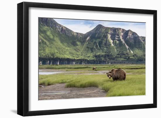 USA, Alaska, Katmai National Park, Hallo Bay. Coastal Brown Bear-Frank Zurey-Framed Photographic Print