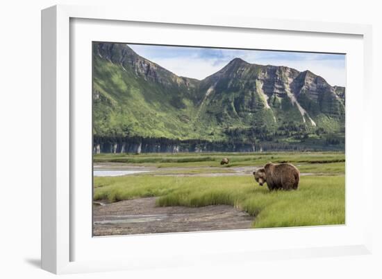 USA, Alaska, Katmai National Park, Hallo Bay. Coastal Brown Bear-Frank Zurey-Framed Photographic Print