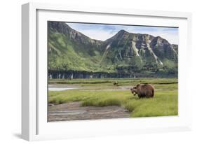 USA, Alaska, Katmai National Park, Hallo Bay. Coastal Brown Bear-Frank Zurey-Framed Photographic Print