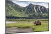 USA, Alaska, Katmai National Park, Hallo Bay. Coastal Brown Bear-Frank Zurey-Mounted Photographic Print