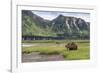 USA, Alaska, Katmai National Park, Hallo Bay. Coastal Brown Bear-Frank Zurey-Framed Photographic Print