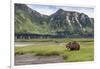 USA, Alaska, Katmai National Park, Hallo Bay. Coastal Brown Bear-Frank Zurey-Framed Photographic Print