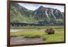 USA, Alaska, Katmai National Park, Hallo Bay. Coastal Brown Bear-Frank Zurey-Framed Photographic Print