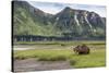 USA, Alaska, Katmai National Park, Hallo Bay. Coastal Brown Bear-Frank Zurey-Stretched Canvas
