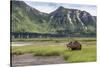 USA, Alaska, Katmai National Park, Hallo Bay. Coastal Brown Bear-Frank Zurey-Stretched Canvas