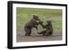 USA, Alaska, Katmai National Park, Hallo Bay. Coastal Brown twins playing-Frank Zurey-Framed Photographic Print