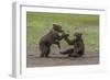 USA, Alaska, Katmai National Park, Hallo Bay. Coastal Brown twins playing-Frank Zurey-Framed Photographic Print