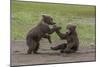 USA, Alaska, Katmai National Park, Hallo Bay. Coastal Brown twins playing-Frank Zurey-Mounted Photographic Print