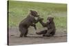 USA, Alaska, Katmai National Park, Hallo Bay. Coastal Brown twins playing-Frank Zurey-Stretched Canvas