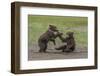 USA, Alaska, Katmai National Park, Hallo Bay. Coastal Brown twins playing-Frank Zurey-Framed Photographic Print