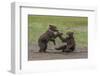 USA, Alaska, Katmai National Park, Hallo Bay. Coastal Brown twins playing-Frank Zurey-Framed Photographic Print