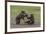 USA, Alaska, Katmai National Park, Hallo Bay. Coastal Brown twins playing-Frank Zurey-Framed Premium Photographic Print