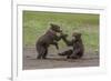 USA, Alaska, Katmai National Park, Hallo Bay. Coastal Brown twins playing-Frank Zurey-Framed Premium Photographic Print