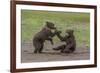 USA, Alaska, Katmai National Park, Hallo Bay. Coastal Brown twins playing-Frank Zurey-Framed Premium Photographic Print