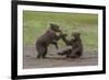 USA, Alaska, Katmai National Park, Hallo Bay. Coastal Brown twins playing-Frank Zurey-Framed Premium Photographic Print