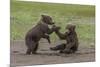 USA, Alaska, Katmai National Park, Hallo Bay. Coastal Brown twins playing-Frank Zurey-Mounted Premium Photographic Print