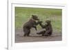 USA, Alaska, Katmai National Park, Hallo Bay. Coastal Brown twins playing-Frank Zurey-Framed Photographic Print