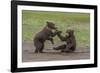 USA, Alaska, Katmai National Park, Hallo Bay. Coastal Brown twins playing-Frank Zurey-Framed Photographic Print