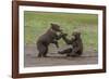 USA, Alaska, Katmai National Park, Hallo Bay. Coastal Brown twins playing-Frank Zurey-Framed Photographic Print