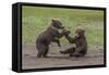 USA, Alaska, Katmai National Park, Hallo Bay. Coastal Brown twins playing-Frank Zurey-Framed Stretched Canvas