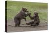 USA, Alaska, Katmai National Park, Hallo Bay. Coastal Brown twins playing-Frank Zurey-Stretched Canvas