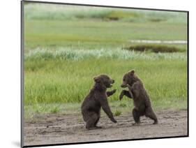 USA, Alaska, Katmai National Park, Hallo Bay. Coastal Brown twins playing-Frank Zurey-Mounted Photographic Print