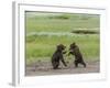 USA, Alaska, Katmai National Park, Hallo Bay. Coastal Brown twins playing-Frank Zurey-Framed Photographic Print