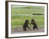 USA, Alaska, Katmai National Park, Hallo Bay. Coastal Brown twins playing-Frank Zurey-Framed Photographic Print