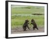 USA, Alaska, Katmai National Park, Hallo Bay. Coastal Brown twins playing-Frank Zurey-Framed Photographic Print