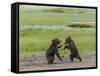 USA, Alaska, Katmai National Park, Hallo Bay. Coastal Brown twins playing-Frank Zurey-Framed Stretched Canvas