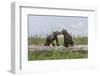 USA, Alaska, Katmai National Park, Hallo Bay. Coastal Brown twins playing-Frank Zurey-Framed Photographic Print