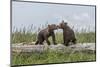 USA, Alaska, Katmai National Park, Hallo Bay. Coastal Brown twins playing-Frank Zurey-Mounted Photographic Print